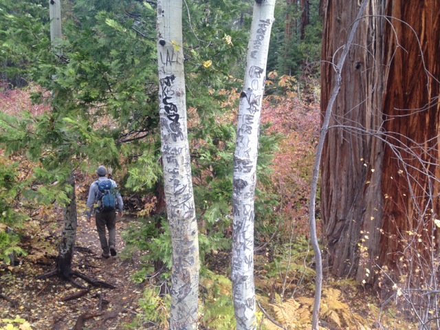 Sadly, the tree graffiti reminds us that we are not the first people to walk through here..