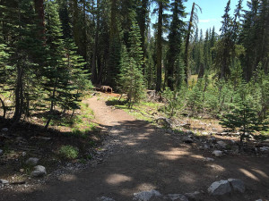 Kings Creek Falls Trail – NorCal Hiker